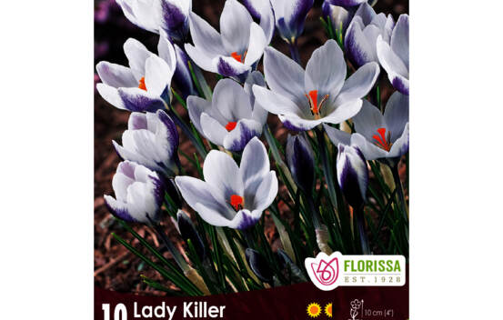 Crocus Lady Killer (Novelty) (Zone : 4) (Paquet de 10 bulbes)