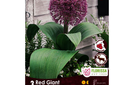 Allium Red Giant (Zone : 4) (Paquet de 3 bulbes)