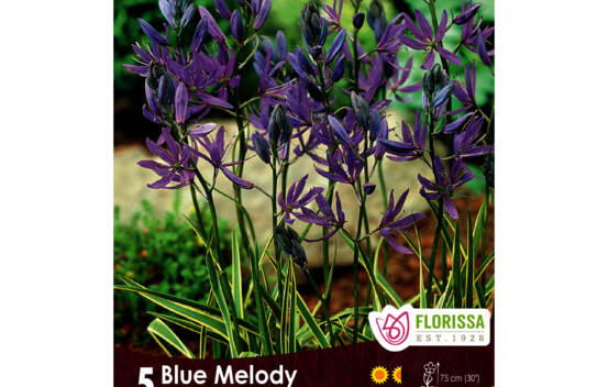 Camassia Blue Melody (Paquet de 5 bulbes)