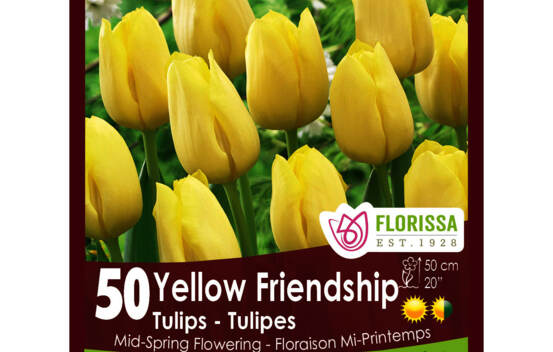 Tulipe Yellow Friendship (Zone : 3) (Paquet de 50 bulbes)