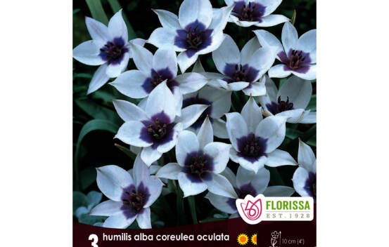 Tulipe Humilis Alba Coreulea Oculata (Mini Botanical) (Zone : 3) (Paquet de 3 bulbes)