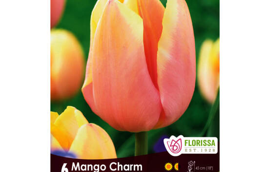 Tulipe Mango Charm (Triumph) (Zone : 3) (Paquet de 6 bulbes)