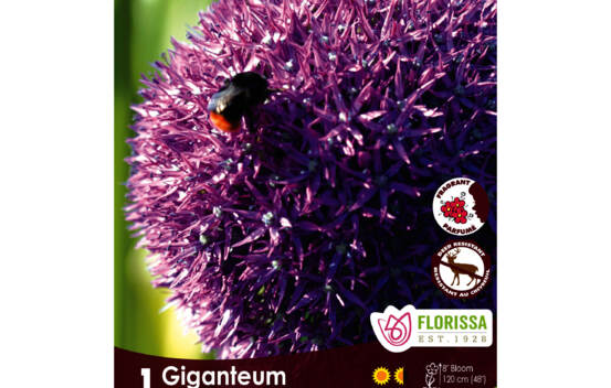 Allium Giganteum (Parfum&eacute;) (Zone : 4) (1 bulbe)