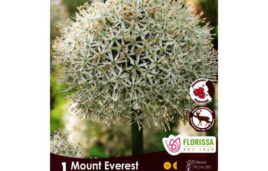 Allium Mount Everest (Parfum&eacute;) (Zone : 4) (1 bulbe)
