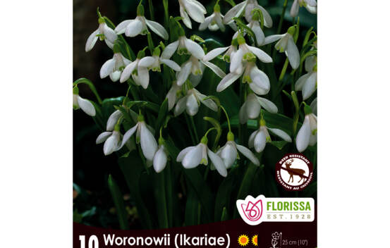 Galanthus Woronowii (Snowdrop) (Zone : 3) (Paquet de 10 bulbes)