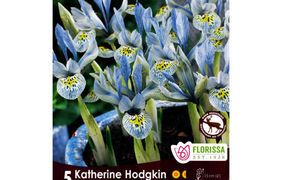 Iris Katherine Hodgkin (Nain) (Zone : 5) (Paquet de 5 bulbes)