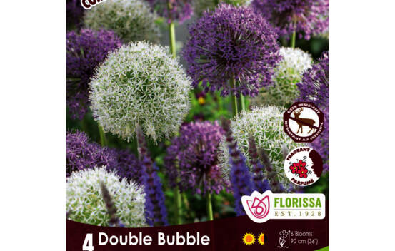 Allium Double Bubble - Mauve & Blanc (Colourful Companions) (Zone : 4) (Paquet de 4 bulbes)