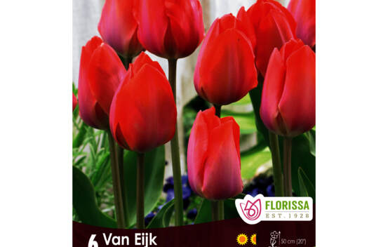 Tulipe Van Eijk (Simple tardive) (Zone : 3) (Paquet de 6 bulbes)