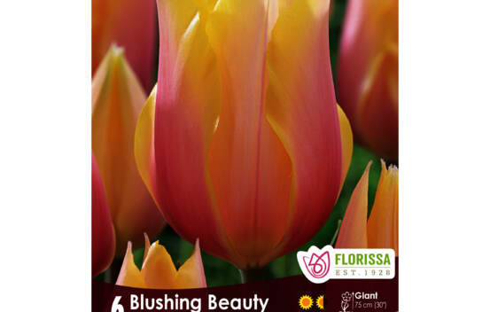 Tulipe Blushing Beauty (G&eacute;ante) (Simple tardive) (Zone : 3) (Paquet de 6)