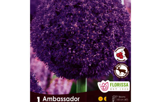 Allium Ambassador (Parfum&eacute;) (Zone : 4) (1 bulbe)