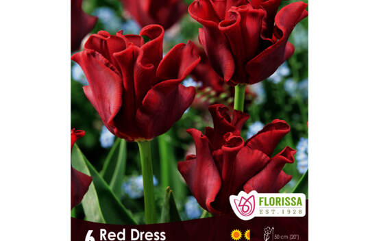 Tulipe Red Dress (Coronette) (Zone : 3) (Paquet de 6 bulbes)