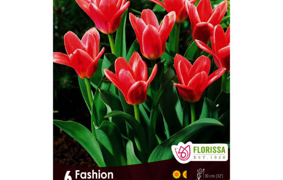 Tulipe Fashion (Kaufmanniana) (Zone : 3) (Paquet de 6 bulbes)