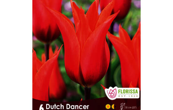 Tulipe Dutch Dancer (Fleur de lys) (Zone : 3) (Paquet de 6 bulbes)