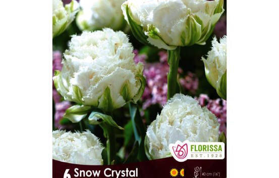 Tulipe Snow Crystal (Double Frang&eacute;e) (Zone : 3) (Paquet de 6 bulbes)