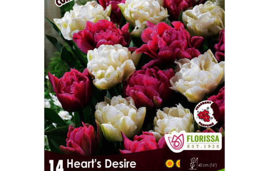Tulipe Heart's Desire - T Mondial & Averyon (Double h&acirc;tive) (Colourful Companions) (Zone : 3) (Paquet de 14 bulbes)