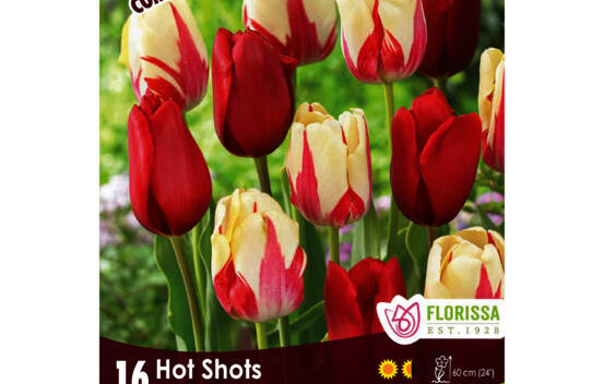 Tulipe Hot Shots (Simple et Tardive) - T Kingsblood & World Expression (Colourful Companions) (Zone : 3) (Paquet de 16 bulbes)