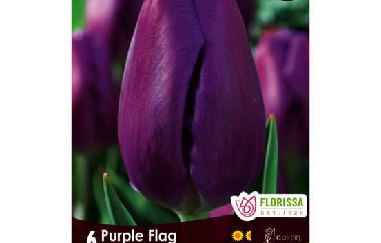 Tulipe Purple Flag (Triumph) (Zone : 3) (Paquet de 6)