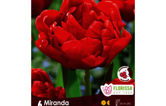 Tulipe Miranda (Pivoine Double tardive) (Parfum&eacute;e) (Zone : 3) (Paquet de 6 bulbes)