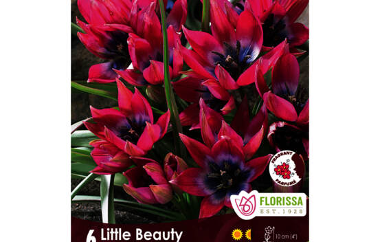 Tulipe Little Beauty (Mini Botanical) (Zone : 3) (Paquet de 6 bulbes)