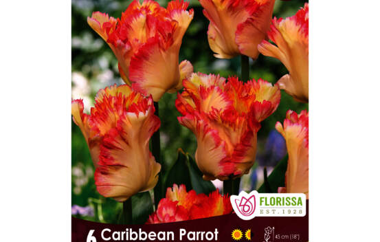 Tulipe Caribbean Parrot (Perroquet) (Zone : 4) (Paquet de 6 bulbes)