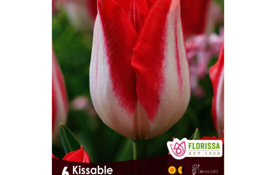Tulipe Kissable (Triumph) (Paquet de 6 bulbes)