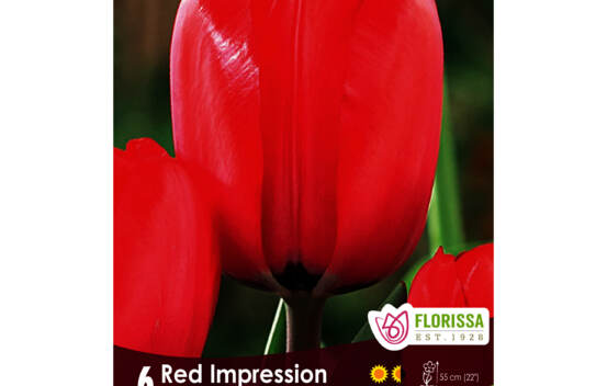 Tulipe Red Impression (Darwin hybride) (Paquet de 6 bulbes) (Zone : 3)