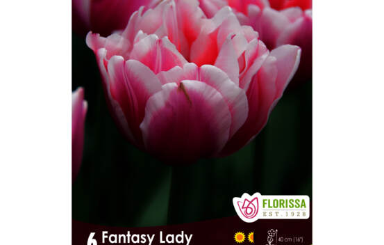 Tulipe Fantasy Lady (Pivoine double tardive) (Paquet de 6 bulbes)