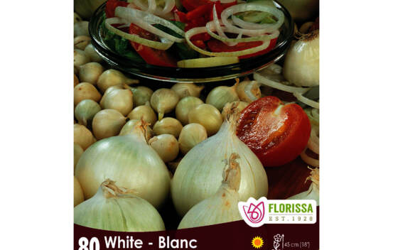 Oignon Snowball - Blanc (Paquet de 80)