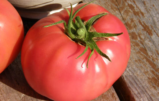 Tomate standard Savignac Biologique (Semences)
