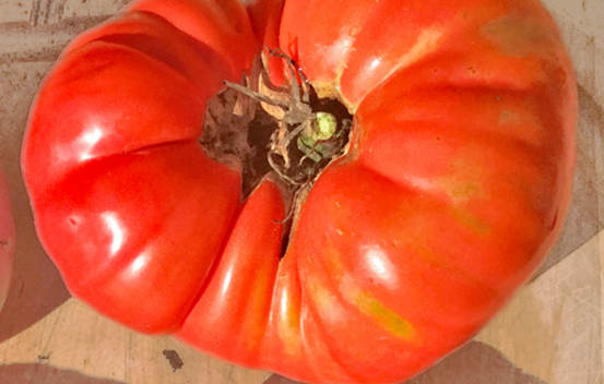 Tomate beefsteak Mémé de Beauce Biologique (Semences)