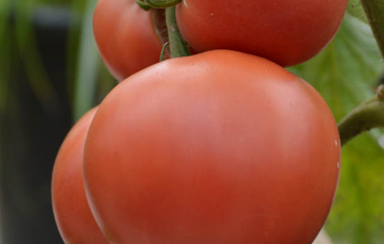Tomate standard Rose Aimée Biologique (Semences)
