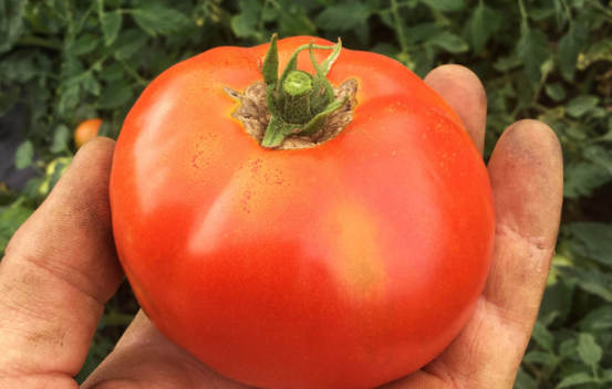 Tomate Standard Merveille des Marchés Biologique (Semences)