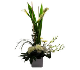 Arrangement Colombe blanche