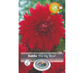 Dahlia The Big Wow (Dinnerplate) (Paquet de 2)