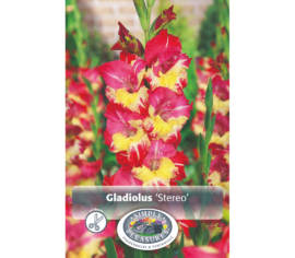 Glaïeul Stereo (À grandes fleurs) (Paquet de 8 bulbes)