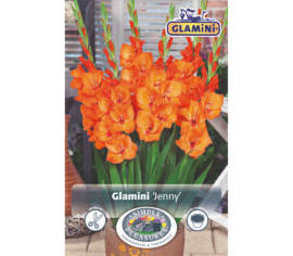 Glaïeul Jenny (Glamini) (Paquet de 10 bulbes)