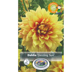 Dahlia Dazzling Sun (Dinnerplate) (Paquet de 2 bulbes)