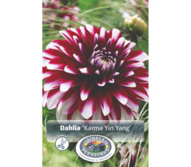 Dahlia Yin Yang PBR (Karma) (1 bulbe)