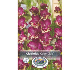 Glaïeul Color Club (À grandes fleurs) (Paquet de 10 bulbes)