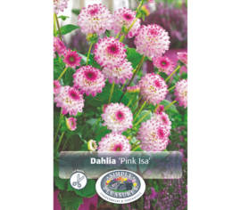 Dahlia Pink Isa (Décoratif) (1 bulbe)