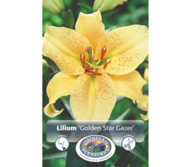 Lys Golden Stargazer (Oriental) (Paquet de 2) (taille : 16/18 cm)