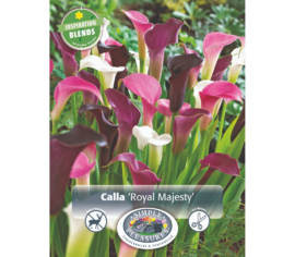 Calla Royal Majesty Blend (Période de floraison étendue - Inspiration Blend) (Paquet de 3 bulbes)