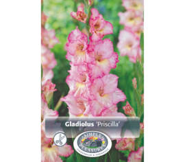 Glaïeul Priscilla (À grandes fleurs) (Paquet de 8 bulbes)
