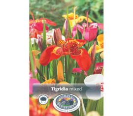 Tigridia Mixed Pavonia (Paquet de 10 bulbes)