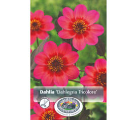 Dahlia Dahlegria Tricolore (Feuillage foncé) (1 bulbe)