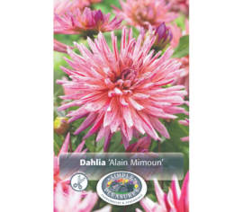 Dahlia Alain Mimoun (Cactus) (1 bulbe)