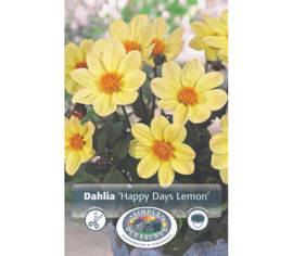 Dahlia Happy Days Lemon (Feuillage foncé) (1 bulbe)