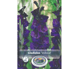 Glaïeul Volbeat (À grandes fleurs) (Paquet de 8 bulbes) (taille : 14 cm et +)
