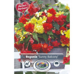 Bégonia Sunny Balcony (Mélange Perfect Partners) (Paquet de 5 bulbes)