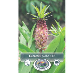 Eucomis Aloha Tiki (Paquet de 2 bulbes)